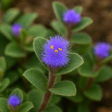 Image result for Cyanotis lanata