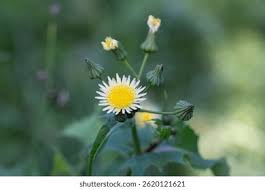 Image result for Sonchus wilmsii