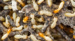 How to do your own termite baiting, you will find the how of doing your own pest termite control using termite baits such as the advance termite system that work for subterranean termites. What The Best Termite Control Companies Know That You Don T