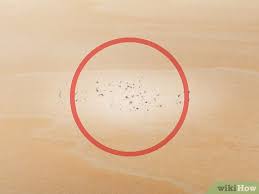 Fleas are tiny, wingless pests that live off of the blood of cats, dogs, and humans. How To Detect Fleas 9 Steps With Pictures Wikihow