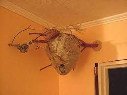 Maybe you would like to learn more about one of these? Indoor Hornets Nest Why Wasp Nest Hornets Nest Nature Decor