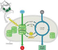 They contain green pigments that make plants green. What Is The Importance Of Chlorophyll In Chloroplast Quora