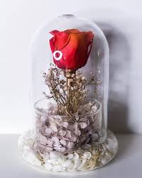 We did not find results for: Sweet 40th Birthday For Mrs Tommy May You Appreciate This Much More Than Others Do Www Gerbilsgarden How To Preserve Flowers 40th Birthday Preserved Roses