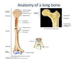 Found in the ends of long bones; Blood Supply Of Long Bones