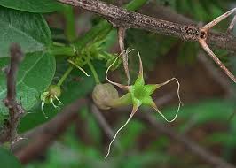 Image result for Ceropegia multiflora