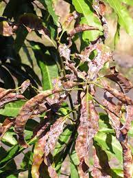 Mango Diseases And Pests Description Uses Propagation