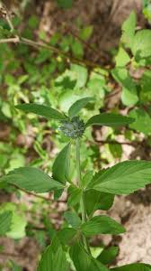 Image result for Acrotome inflata