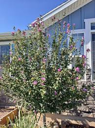 Image result for Hibiscus shirensis