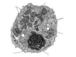 We did not find results for: Animal Cell Electron Micrograph Labelling Diagram Quizlet