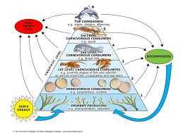 The diagram below illustrates the relationship between organisms in an ecosystem an increase in the raccoon population oxpeckers are bird that sit on zebras and rhinos and eat ticks and other parasites that live on there skin. Marine Food Webs Science Learning Hub