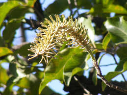 Image result for Faurea rubriflora