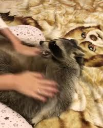 Do raccoons forage during day? Raccoons Accidentally Dissolve Cotton Candy Jukin Media Inc