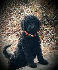 Breeder of quality black standard poodles, brown standard poodles and blue standard poodles. Black Standard Poodle Maximus 8 Weeks Old Black Standard Poodle Poodle Puppy Poodle Puppy Standard
