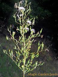 Wild Opium Lettuce Lactuca Virosa The Good To Know Seeds A Z Seed Catalog Hijkl Samen Saatgut