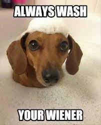 Dachshund Memes And Wiener Dog Humor Dog Jokes Dachshund Memes Dog Quotes Funny