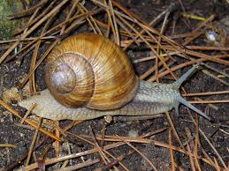 L'escargot est un insecte rare apparaissant dans toute la série animal crossing. Helix Pomatia Wikipedia