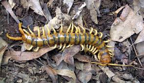 Image result for Centemopsis