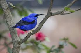 28 Amazing Blue Colored Animals With Insanely Beautiful Pictures Animals Cute Animals Pictures