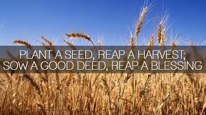 17 Sept – Plant a seed, reap a harvest. – Dayle's Blog