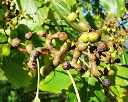 Immagine di Hovenia dulcis tree