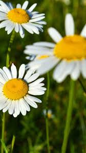 Fondos de pantalla de hermosos paisajes de cascadas bloggergifs. Margaritas Blancas Flores Bonitas Primavera 750x1334 Iphone 8 7 6 6s Fondos De Pantalla