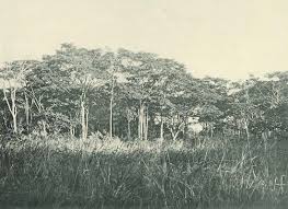 Image result for Dialium holtzii