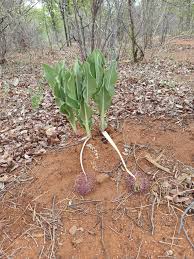 Image result for Blepharis diversispina