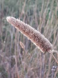 Image result for Phalaris
