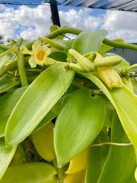 Image result for Vanilla polylepis