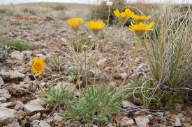 Image result for Anagallis tenuicaulis
