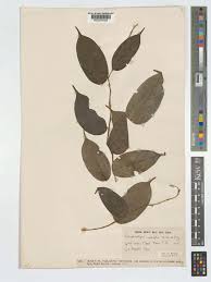 Image result for Rhaphiostylis