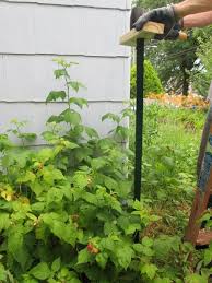Because canes of raspberry bushes are susceptible to damage from high winds, particularly when heavily loaded with fruit, all raspberry varieties benefit from some type of support system. Ecofrugal Living How To Build A Raspberry Trellis With Some Thoughts On Good Fortune