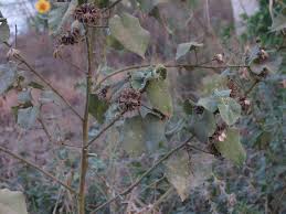 Image result for Abutilon hirtum