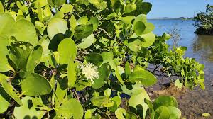 Image result for Sonneratia alba