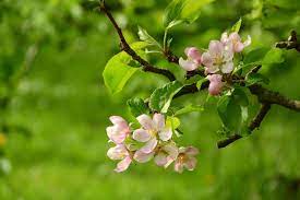 Successfully establishing a young apple tree in your yard starts with your planting site and planting method. Apple Tree Apple Blossom Blooming Blooming Apple Tree Flowering Flowering Tree Fruit Tree Pink Flower Tr Apple Tree Blooming Apples Apple Tree Flowers