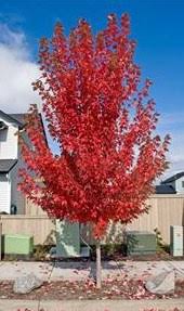 Autumn blaze grows faster than october glory maple and after the same period of time, the first will be larger than the second. Which Street Maple Tree Gives The Best Autumn Show Puget Sound Plants
