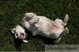 Some dogs experience urinary incontinence due to an accident or injury, which may be temporary. Herbicide Exposure Is Linked To Bladder Cancer In Dogs