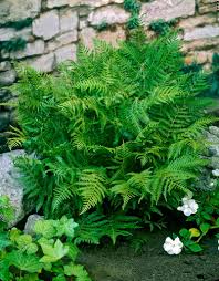 Image result for Pteridium aquilinum