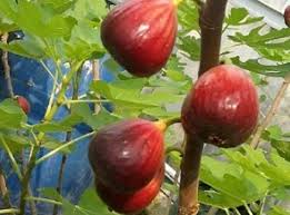 Selain buahnya dapat dikonsumsi, daun bidara ternyata memiliki banyak sekali manfaat. Buah Bidara