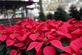 4 Ways To Keep Poinsettias Alive All Year! | Milberger's Nurserymilberger's  Nursery