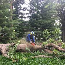 Davenport has been in business for 43 years and always makes sure the customer is 110% satisfied with our work. Advantage Tree Service Quad Cities Home Facebook