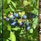 Foraging Wild Edibles