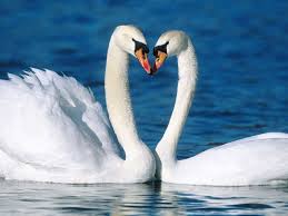 Pin Von Melanie Kremer Auf Animals Schwan