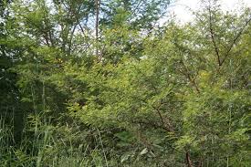 Image result for Acacia hockii