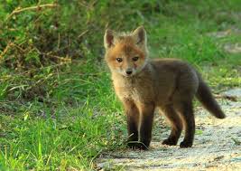 Fox cubs, kits and pups | baby animal zoo. Aww Baby Fox Animals Wild Cute Animals Baby Animals