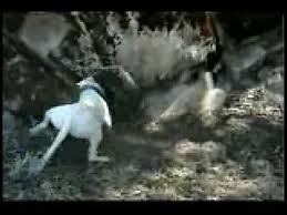 Dogo Argentino Domuz Avi Youtube Mans Best Friend Youtube Best Friends