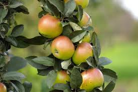 We did not find results for: Planting A Fruit Tree Garden Tips Taverham Nursery Centre Norwich
