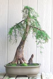 Check spelling or type a new query. Weeping Bald Cypress Critique By Robert Steven Bonsai Bark