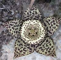 Image result for Orbea paradoxa