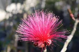 Image result for Pseudobombax